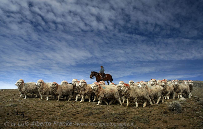 El ovejero y su rebanio